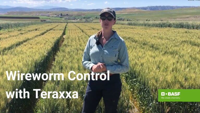 Understanding the Reddy Anna ID: History, Features, and Community Impact